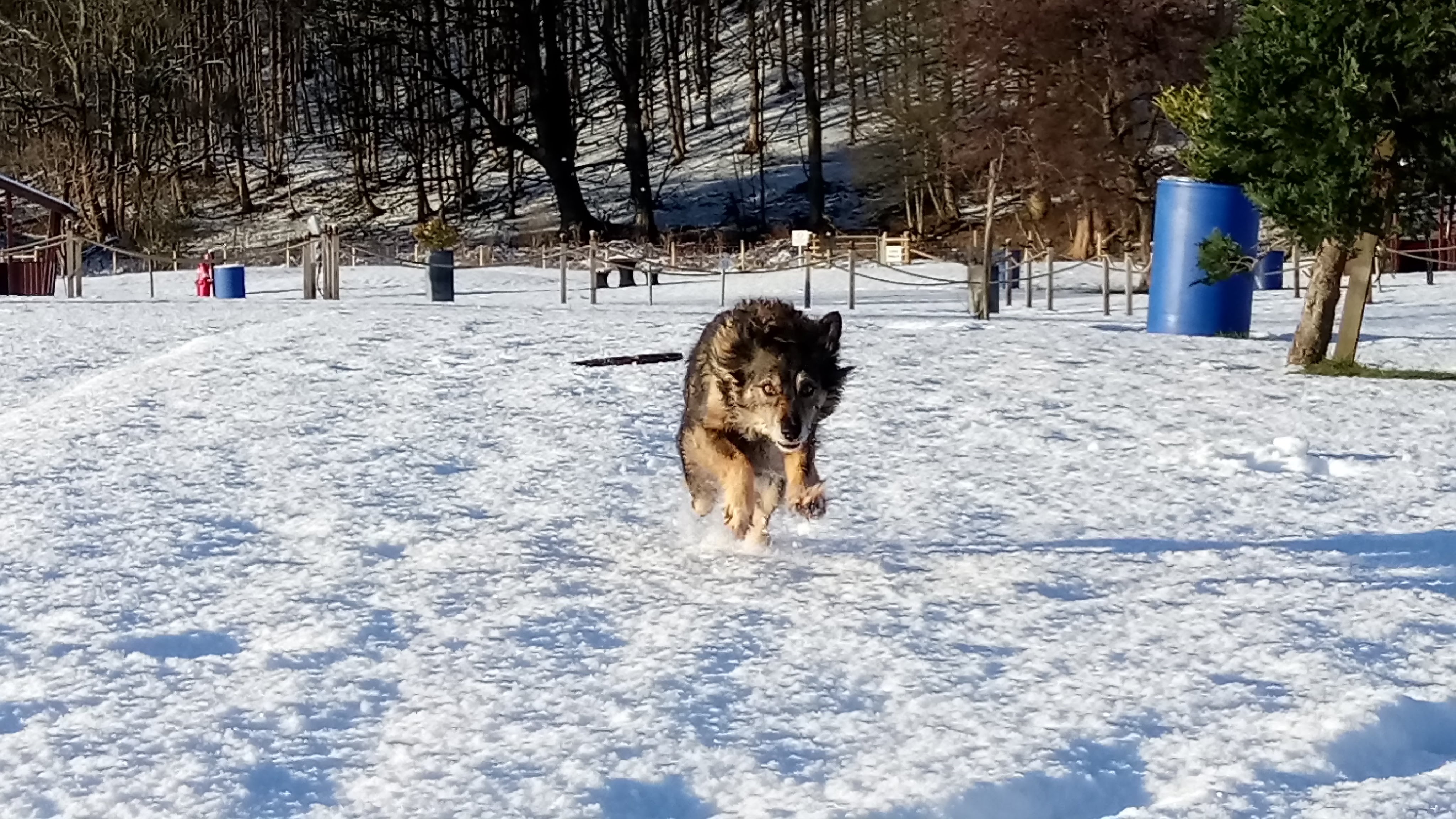 Bonnie the dog jumping in the snow