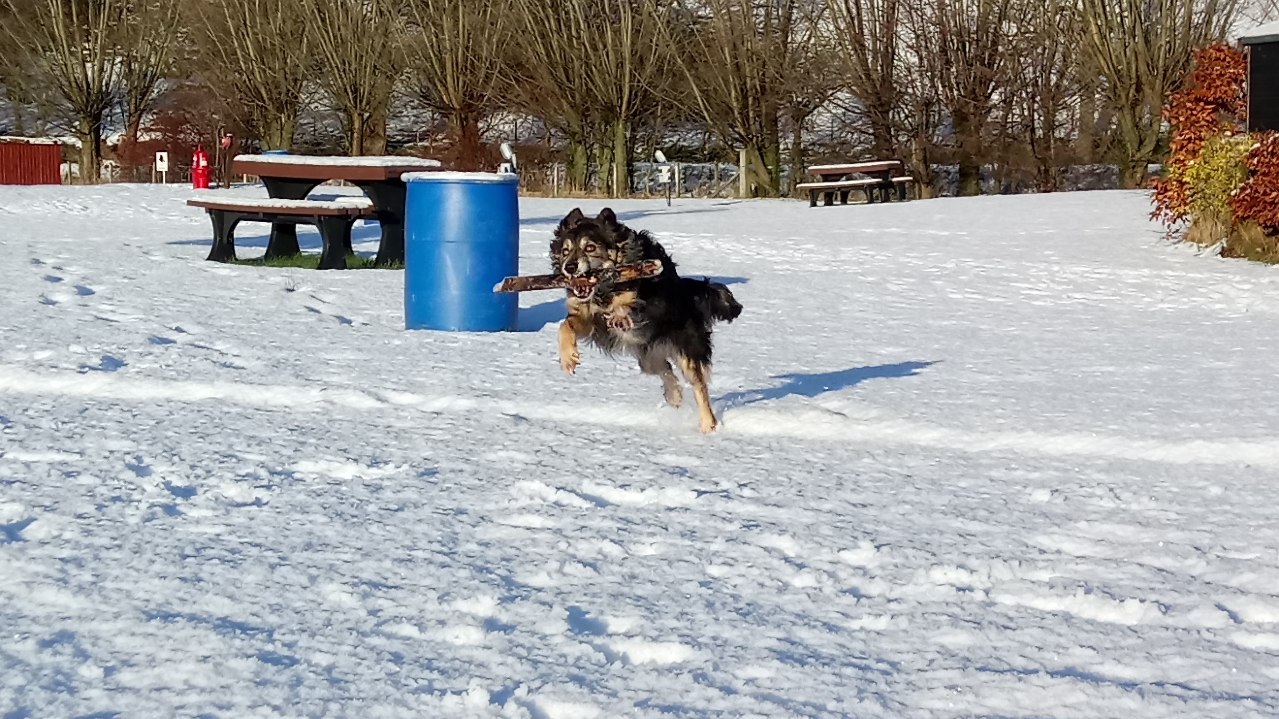 Bonnie the dog with a stick in the snow