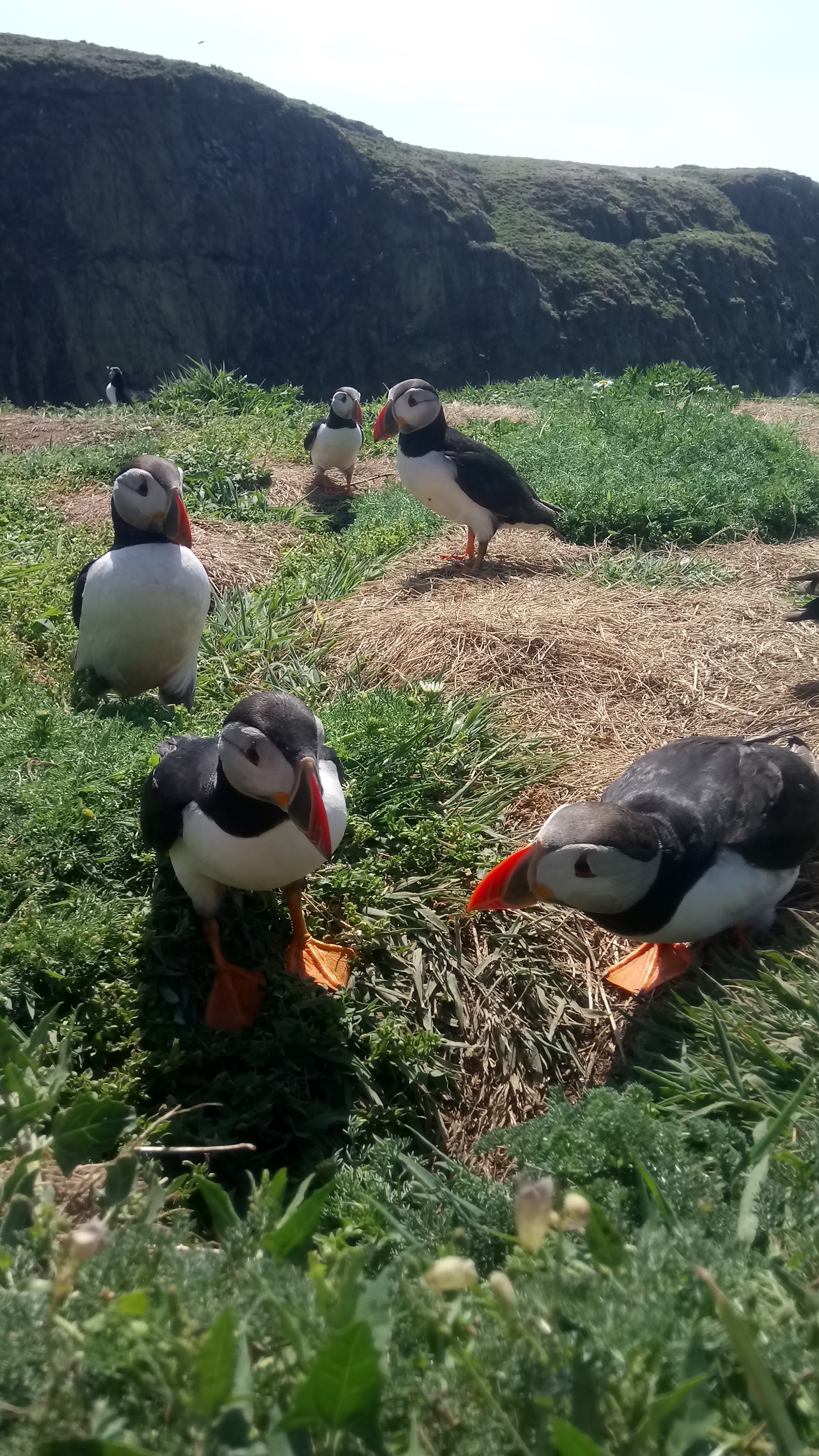 The Curious Puffin