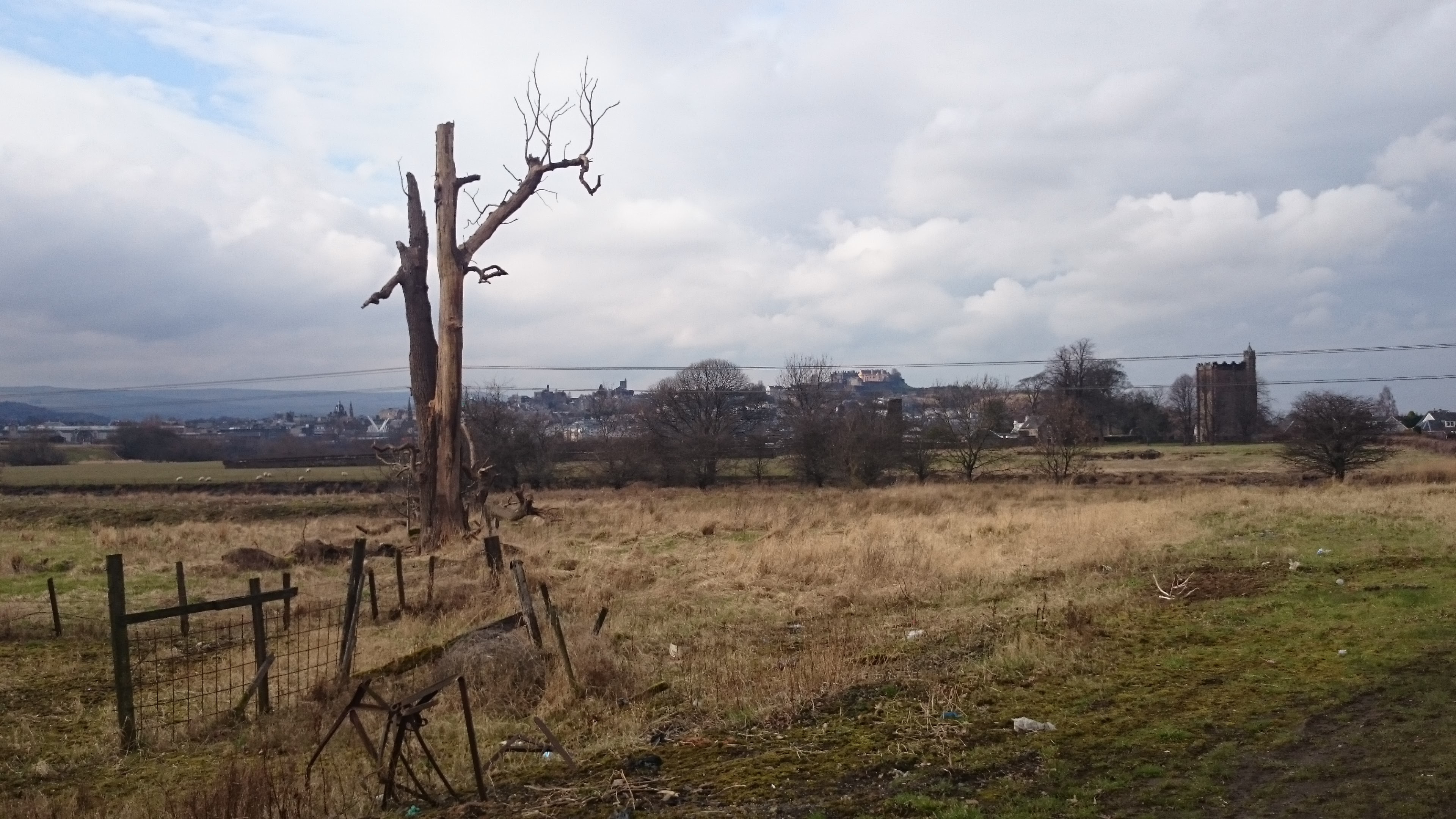 The Lightning Struck Tree