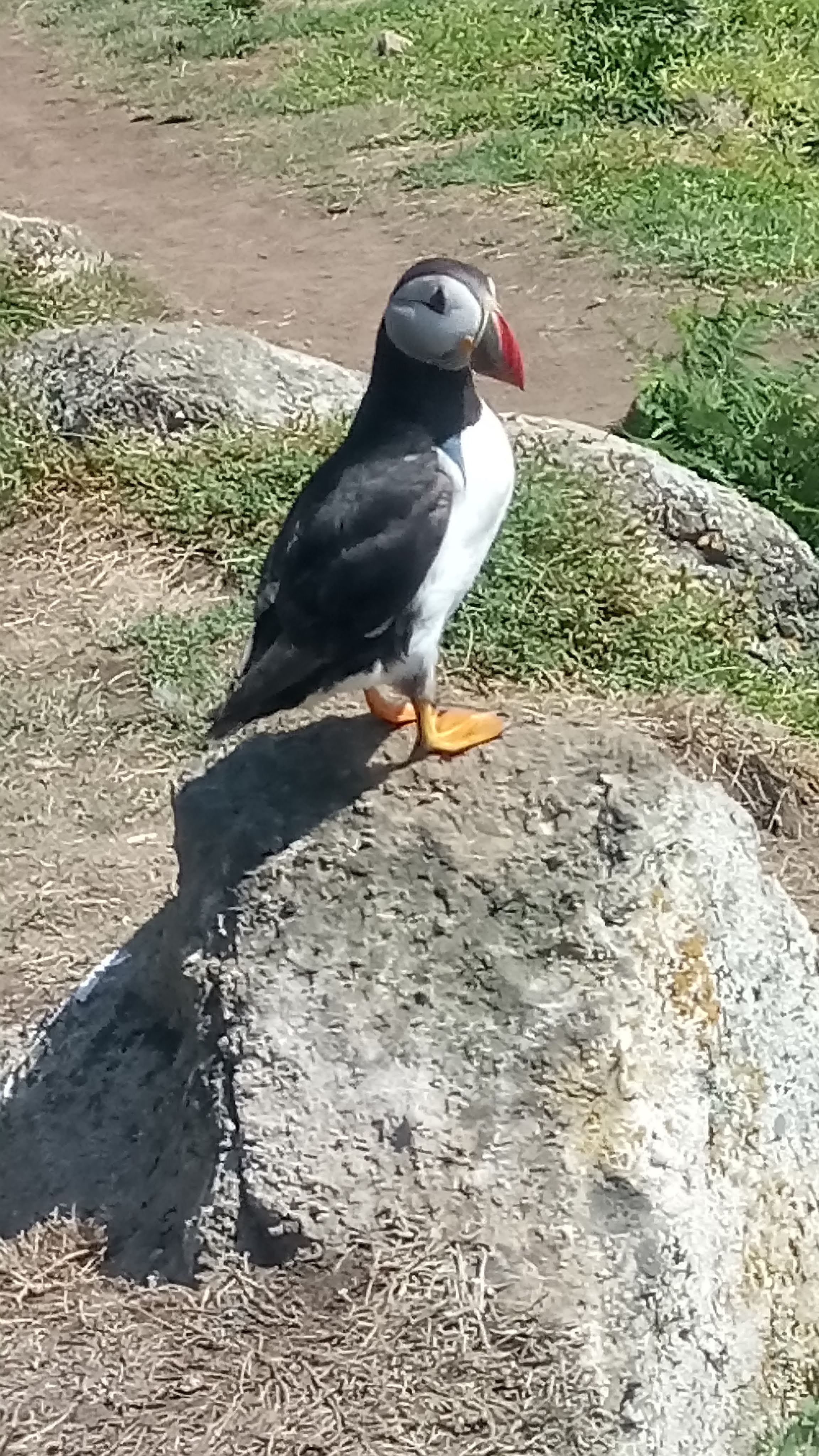 Poser Puffin