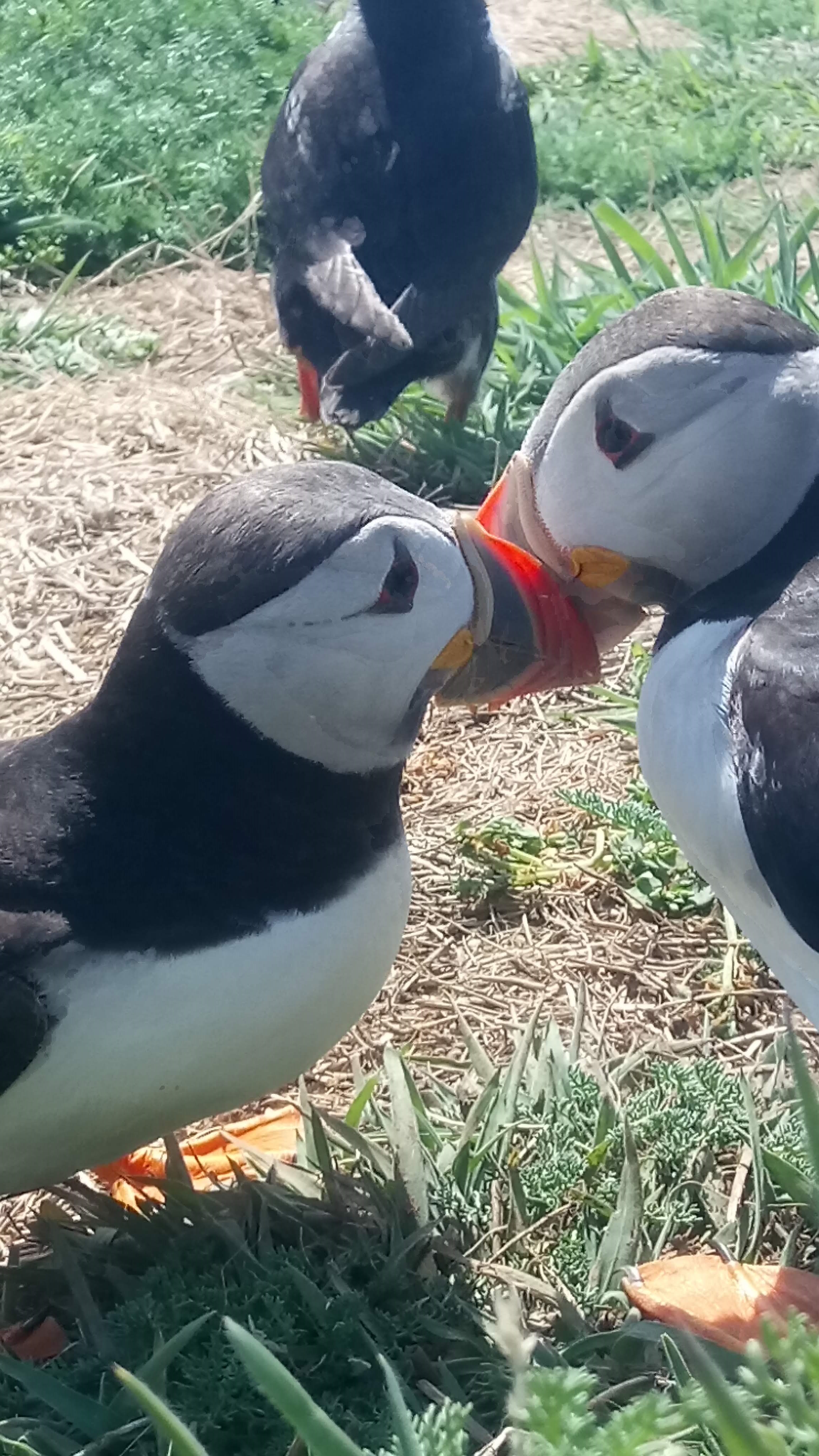 The Relationship Puffins